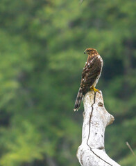 Red tailed hawk on a branch