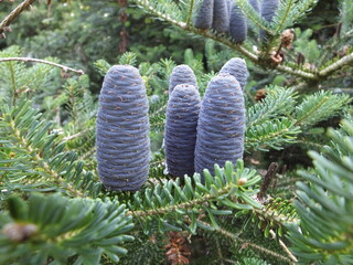 cones on a branch