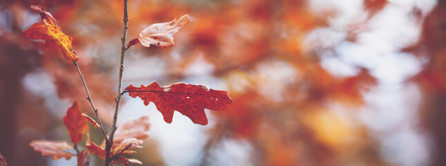 red maple leaves in autumn with beautiful sunlight