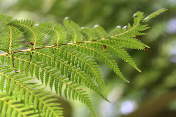 fern leaves