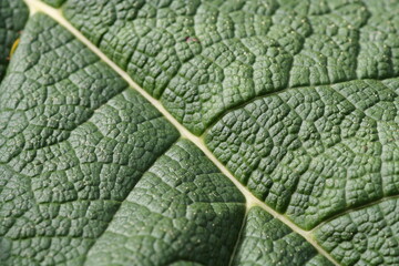 green leaf texture