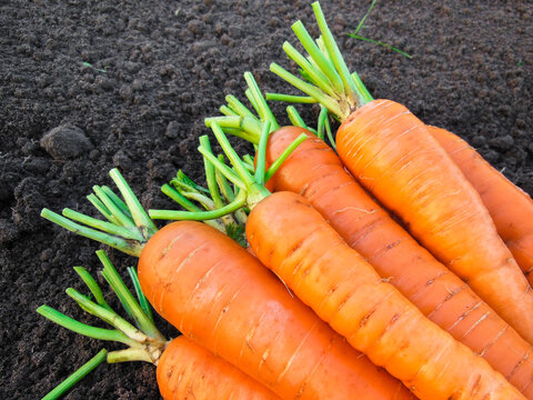 Close-up of fresh carrot on the ground in the garden. Growing vegetables with your own hands on a farm, backyard. Harvest season, healthy eating, natural organic food, market place. Macro image.