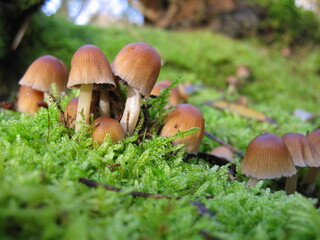 mushrooms in the forest