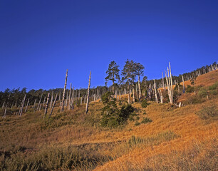 Obraz premium Snow-Pa National Park White Wood Forest Morning Light Taiwan