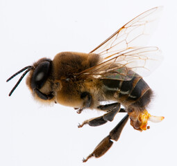 bee drone (male bee) close up with with visible genital organs