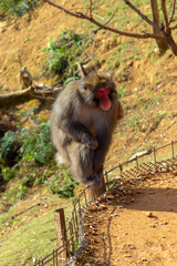 Monkey Park in Kyoto (Japan)