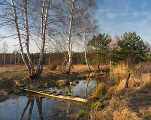 Brzozy  © KrzysztofAleksander