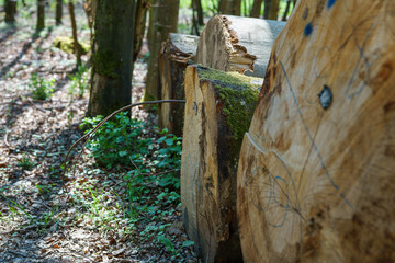 große abgeschnittene Baum Stämme liegen nebeneinander in einem Wald im Frühling