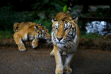 tiger in the zoo