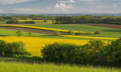 Fototapeta premium Pola rzepaku