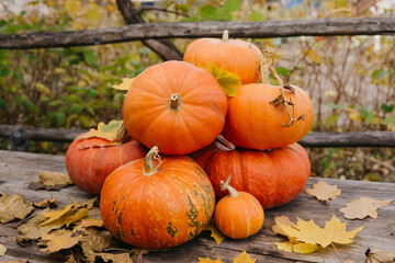 Happy Halloween, Thanksgiving. Pumpkin fruit with maple leaves on a wooden table, collecting the autumn harvest. Concept of tradition.
