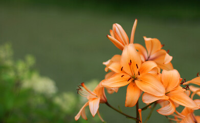 Lilac flowers on green background. Banner size with copy space. Nice background with flowers and empty space for text.