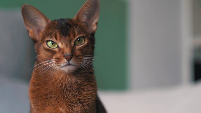 Cute Abyssinian cat staring serious at you