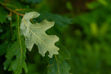 Close up of green oak leaf. Selective focus, blurred background