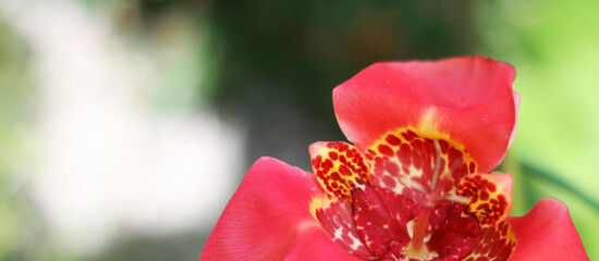 Red iris flower with blur green background. Banner size with copy space.