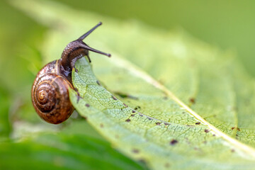 snail on a leaf
