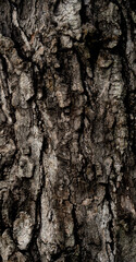 Fototapeta premium Background and tBackground and textured of old wood surface.extured of old wood surface.