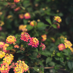 nature flowers background