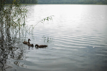 Three ducks swimming in the middle of the river.