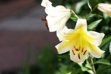 Сlose-up of beautiful white lilies flowers. Bouquet of flowers. Flowers background 