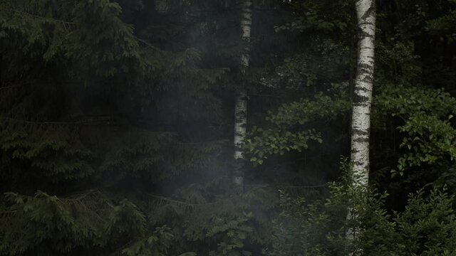 Dark green forest with steaming wreaths of mist outdoors slow motion wallpaper. Natural background of wild woods trees on autumn misty weather. Nature environment ecology earth day concept