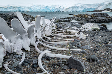 Whale bones at Jougla Point, Antarctica © Kathy Huddle 