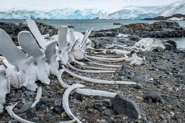 Papier Peint photo Antarctique Whale bones at Jougla Point, Antarctica
