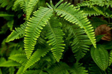 fern leaf in the forest