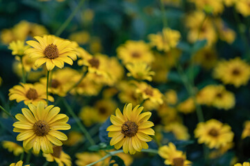 yellow flowers in the field