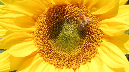 bee on sunflower