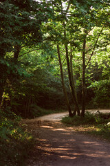 Fototapeta premium Path in a lush green forest with sun rays through the leaves