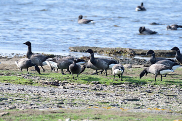 Ringelgänse im Herbst an der Ostsee bei der Futtersuche