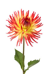 Closeup of spiky red and yellow dahlia