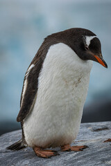 Gentoo penguin (Pygoscelis papua), Antarctica