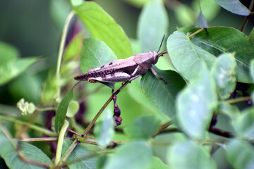 Beautiful picture of grass hopper and green leaf
