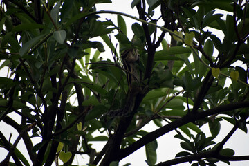 Beautiful picture of green tree and squirrel eating leaf