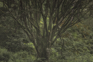 Obraz na płótnie Canvas Swineholes Wood. Vibrant green moody, ethereal UK forest woodland trees, and foliage.