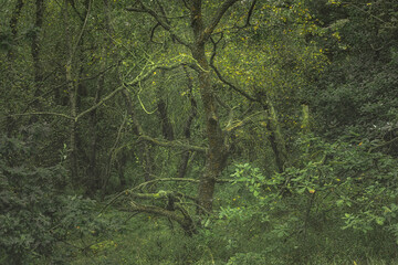 Swineholes Wood. Vibrant green moody, ethereal UK forest woodland trees, and foliage.