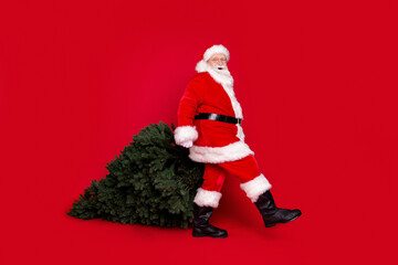 Full length body size profile side view of his he handsome fat overweight cheerful Santa carrying fresh fir tree newyear celebration 2021 isolated bright vivid shine vibrant red color background