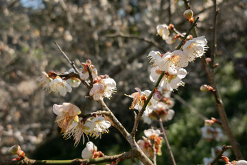 landscape of white plum blossom