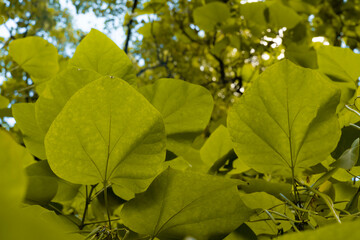 green leaves on the tree, view from bellow.Shape and pattern of freshness green leaves for the natural background and wallpaper.