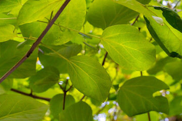 light green leaves background, view from above.