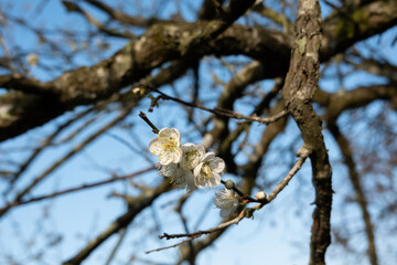 landscape of white plum blossom