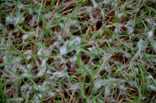 Under the name of snow mold, there are two diseases of the lawn, occurring in winter and spring. Excess organic matter, snow on unfrozen vegetation, long-lasting snow cover, long-lasting humid weather