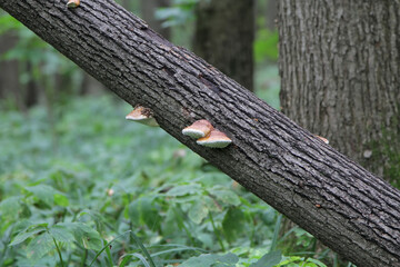 woody mushrooms on the tree
