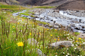 Obraz na płótnie Canvas Green valley in Iceland. Green grass, wildflowers and small beautiful river.