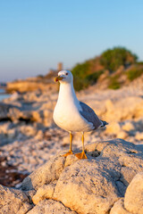 Seagull staying on the stone in the beach and looking at the sunset sea © Galina