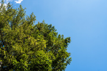 Blue sky above green trees in the forest