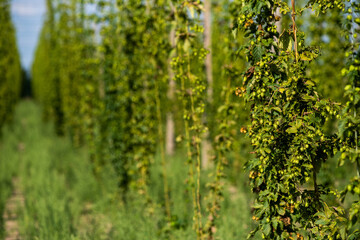 Technology of industrial cultivation of hops