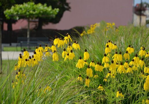 plane trees in the shape of umbrellas in the pedestrian zone with metallic black benches and around the flower yellow petals are markedly bent down, yellow. The flowers are suitable for cutting.